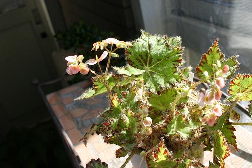 B. ‘Hitachino’
